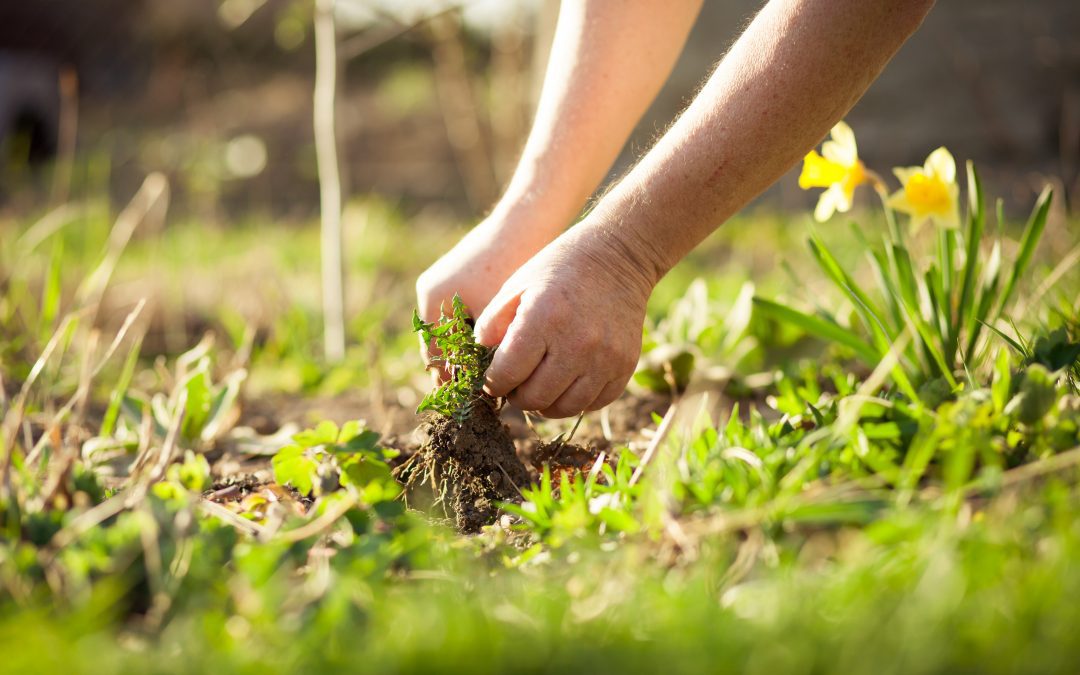 Weed killing