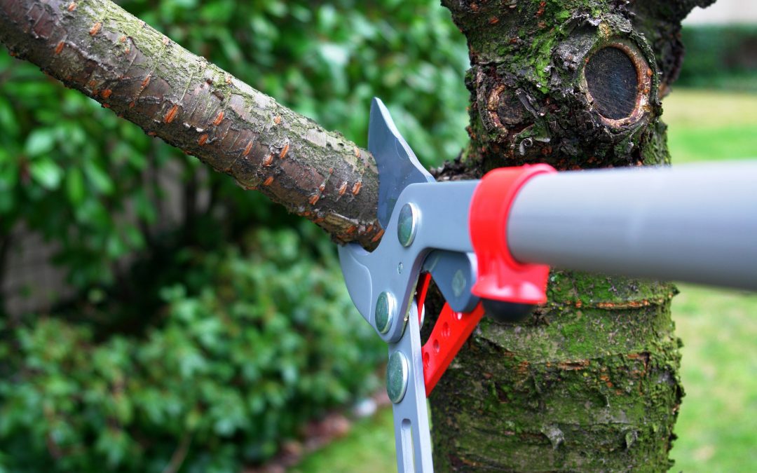 Pruning