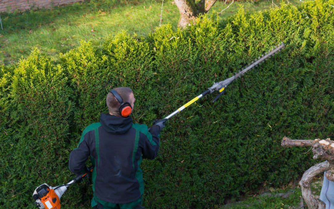 Hedge cutting